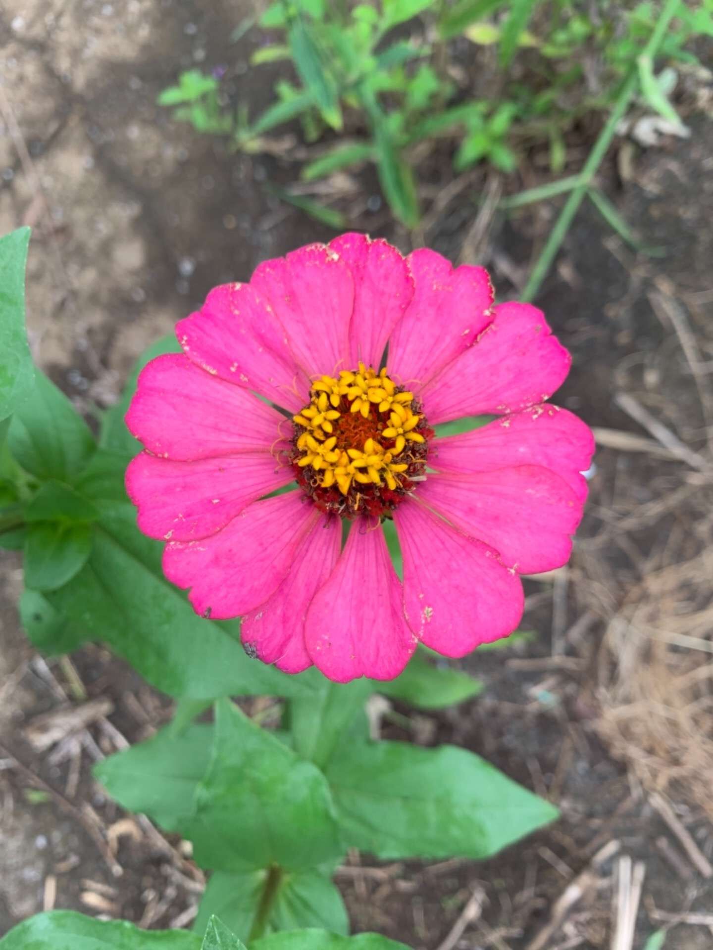 散歩で見つけた花！　（八街でトラック助手を募集してます）